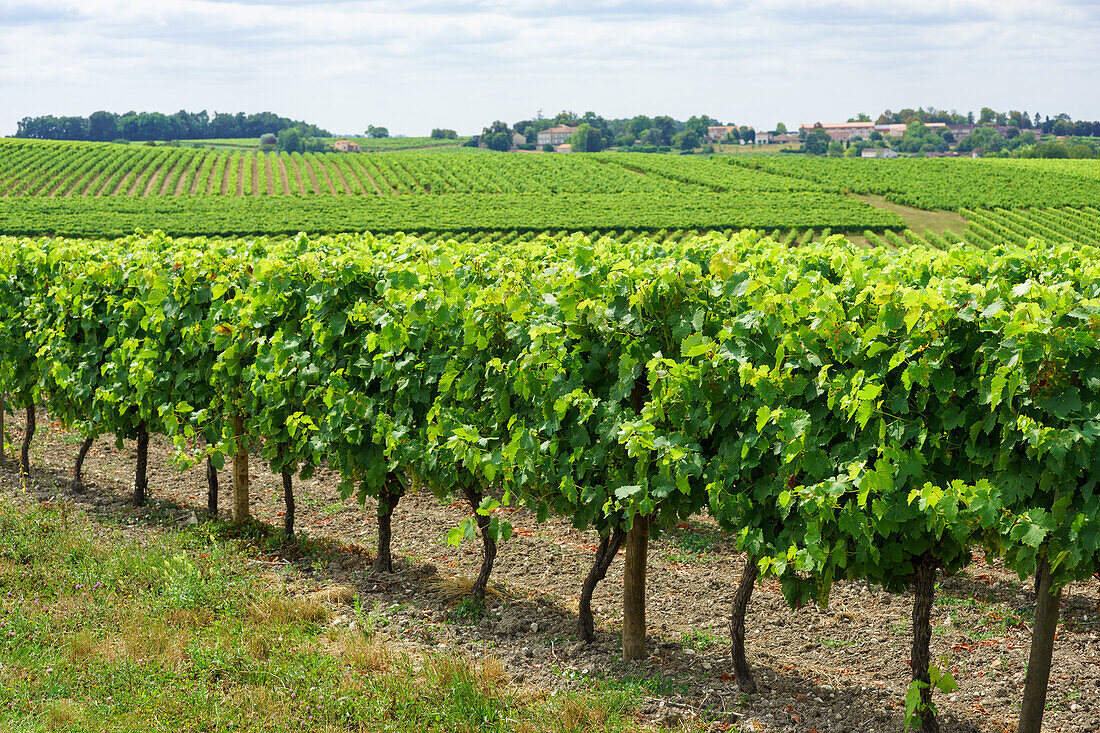 Weinreben im Cognac-Anbaugebiet