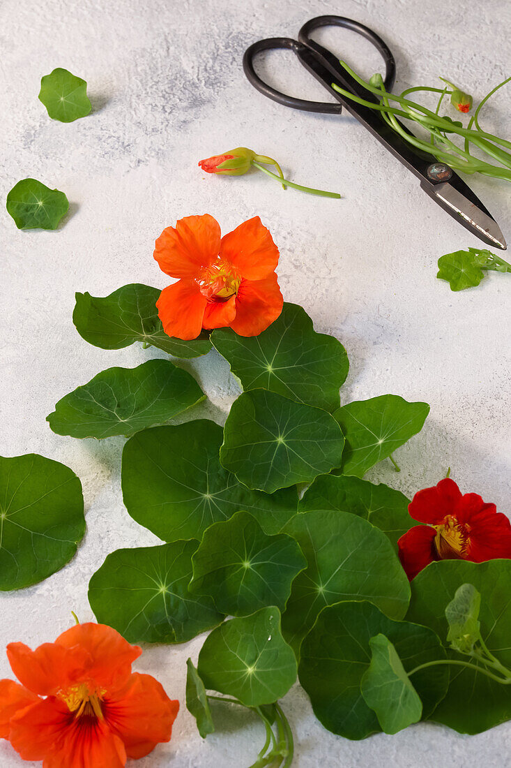 Frisch geschnittene Blätter und Blüten der Kapuzinerkresse