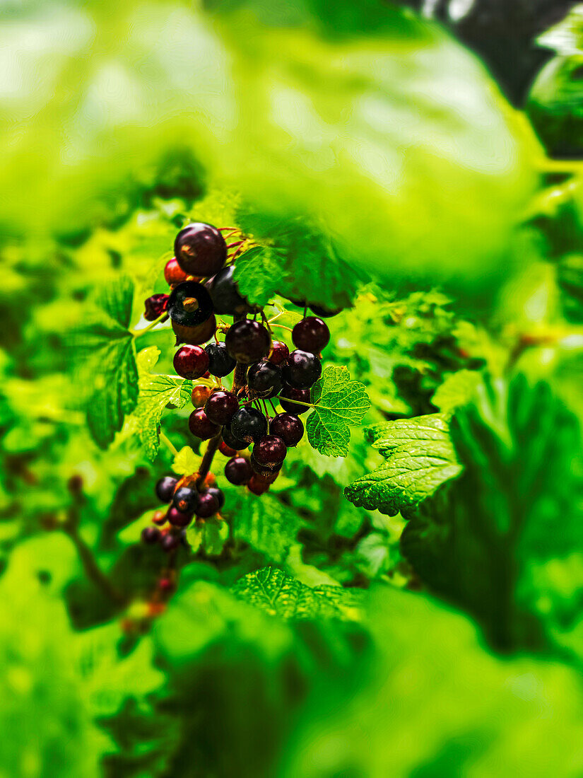 Schwarze Johannisbeeren am Strauch