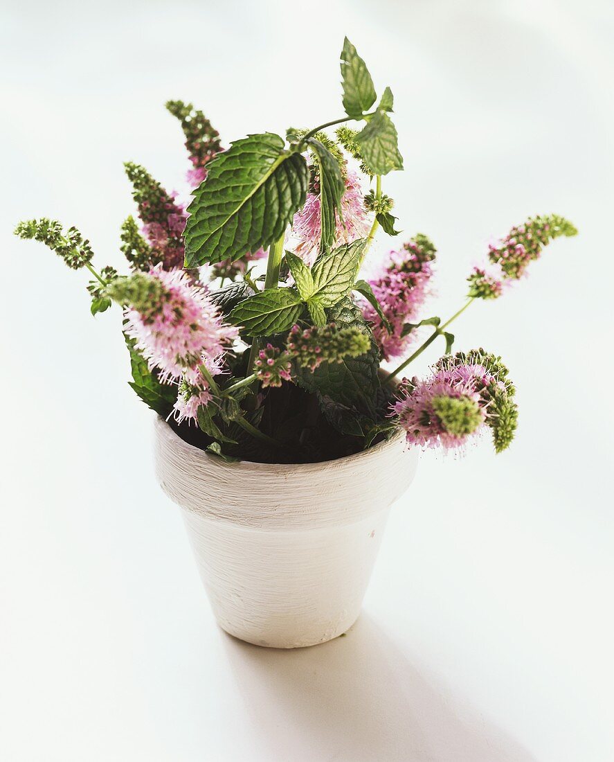Flowering mint in white flowerpot