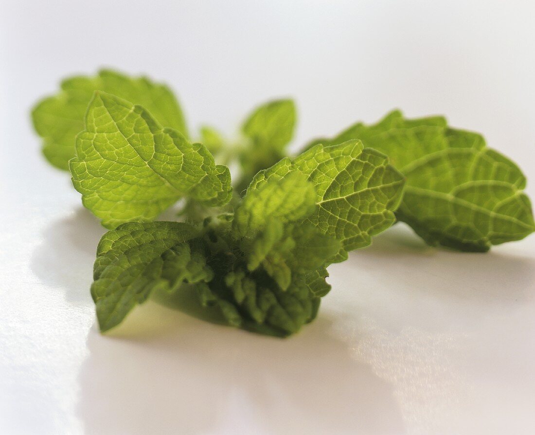 Lemon balm