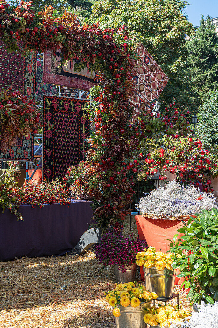 Herbstliche Dekoration mit Blumen und  Granatäpfeln (Punica granatum) im Freien