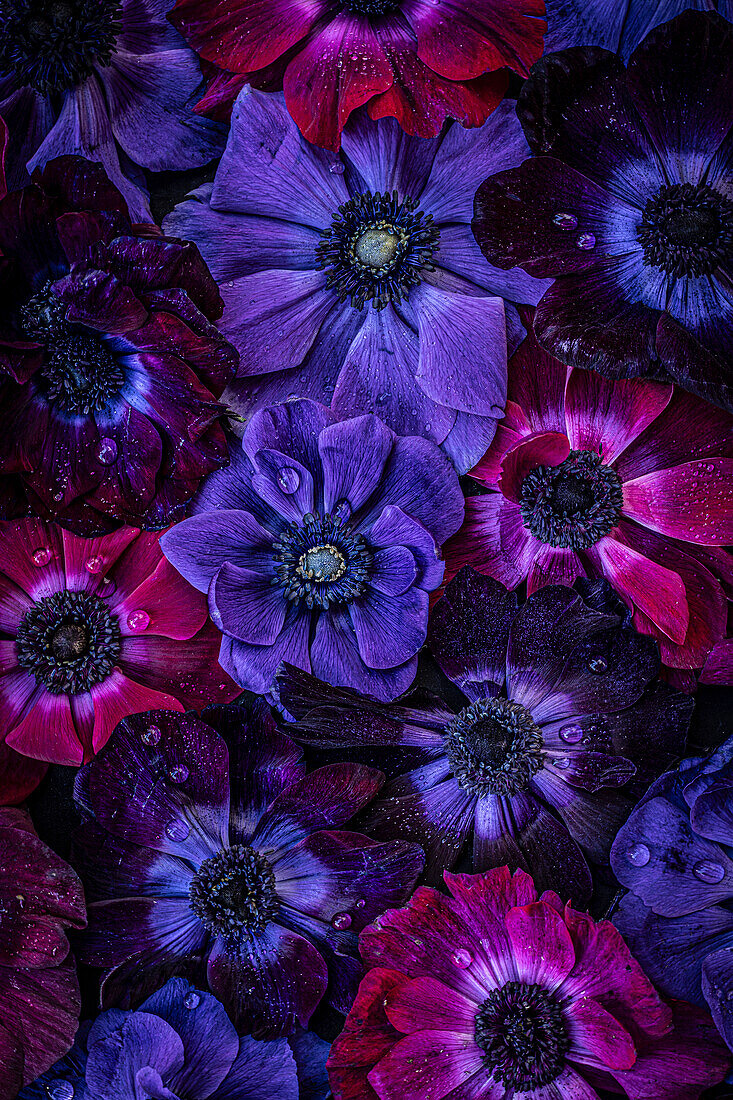 Kronen-Anemonen (Anemone coronaria) in Rot-, Blau- und Violetttönen, Hintergrundbild