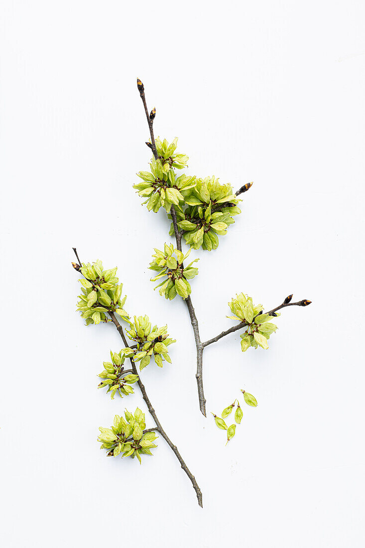 Samen der Berg-Ulme (Ulmus glabra) auf weißem Hintergrund