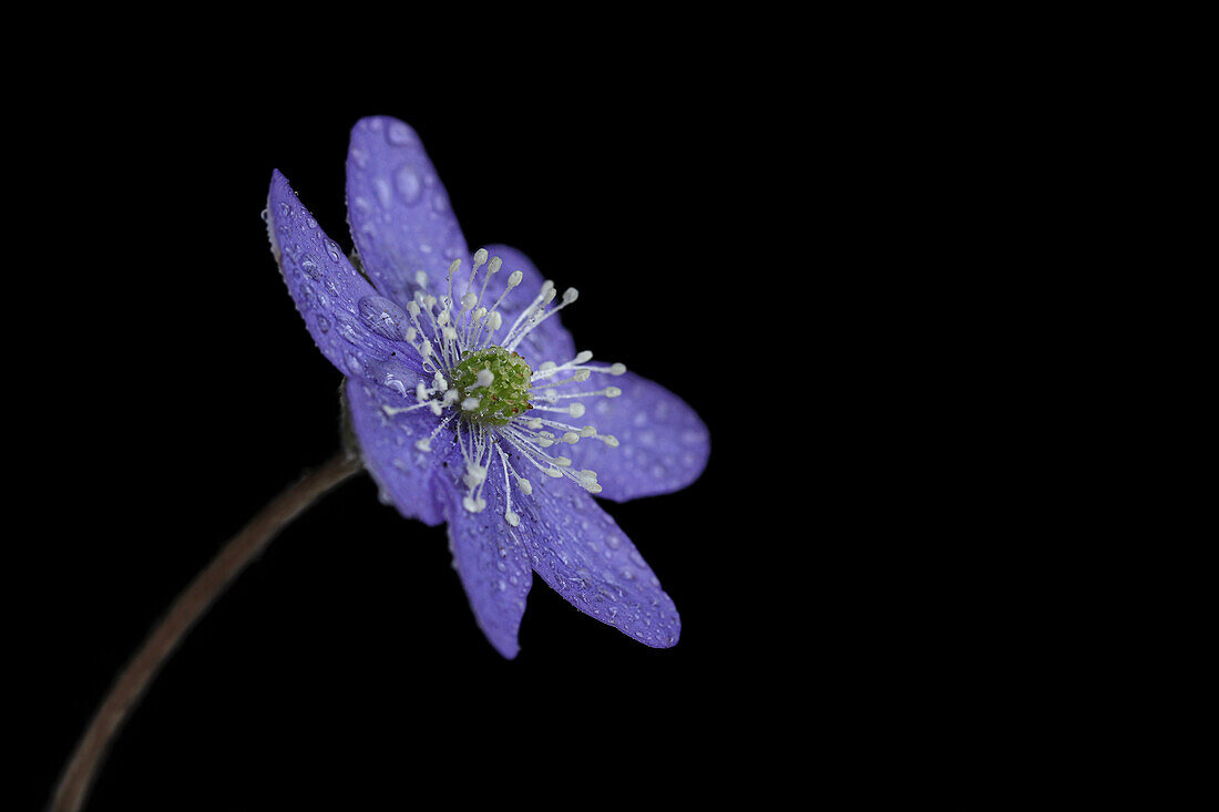 Leberblümchen (Hepatica nobilis) mit Tau auf schwarzem Hintergrund