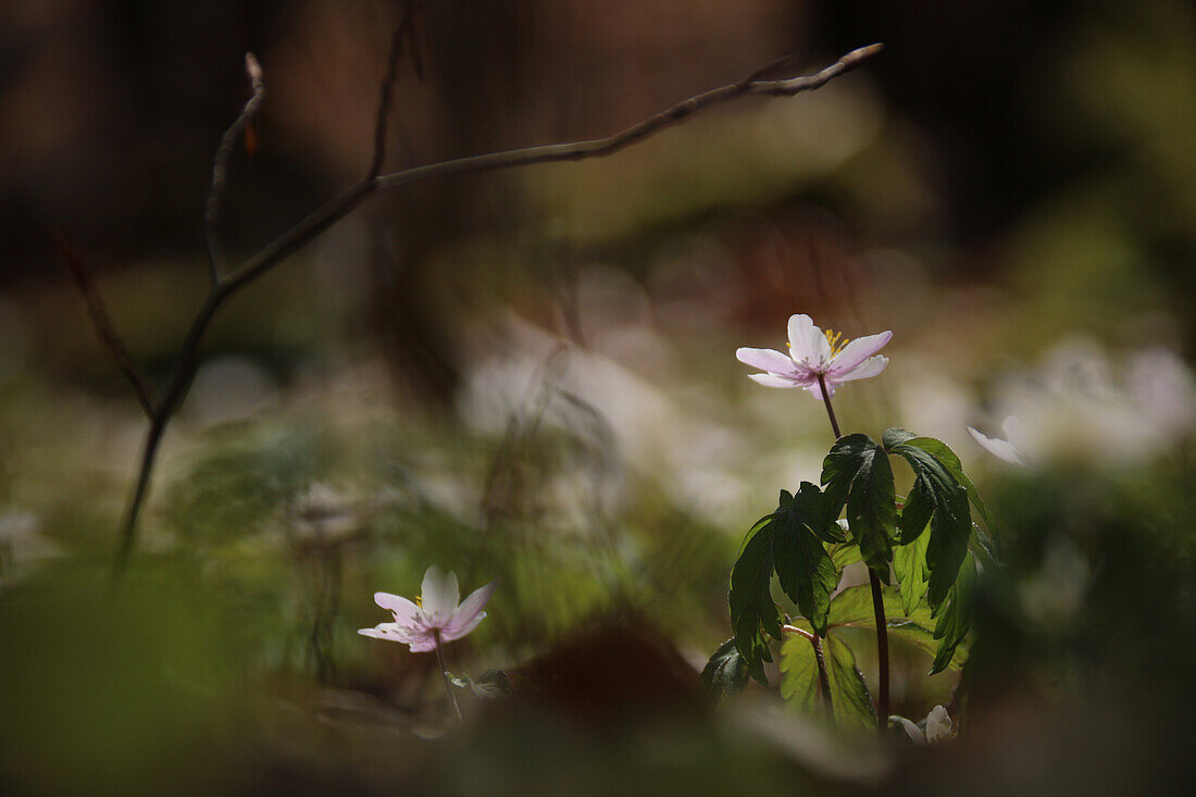 Buschwindröschen (Anemone nemorosa) im Frühlingswald