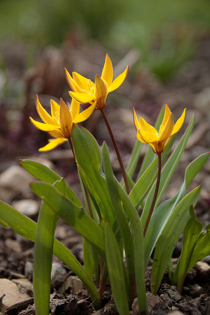 Wildtulpen (Tulipa neustrueva) blühend im Gartenbeet