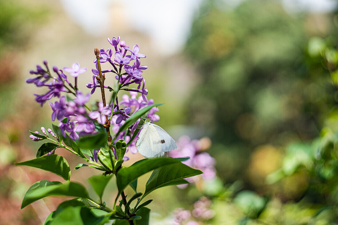 Flieder (Syringa) mit weißem Schmetterling im sonnigen Garten