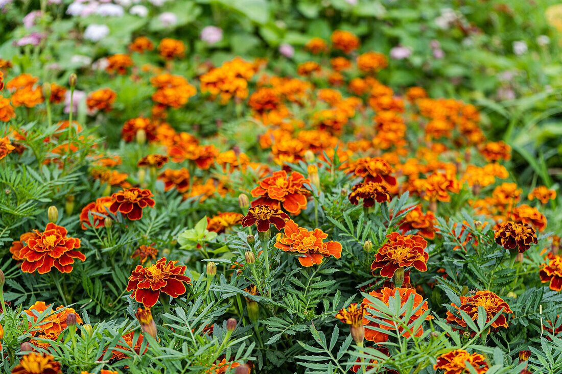 Rote Studentenblume, Tagetes (Tagetes) im herbstlichen Garten