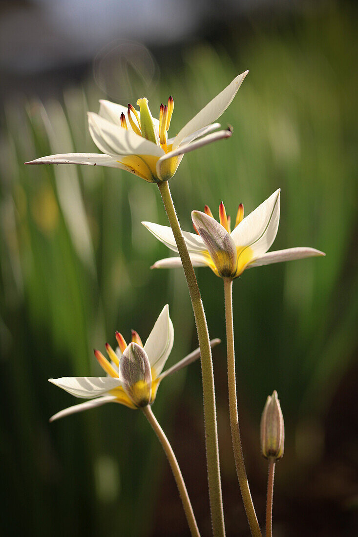 Wildtulpen (Tulipa turkistanica) im Frühlingsgarten