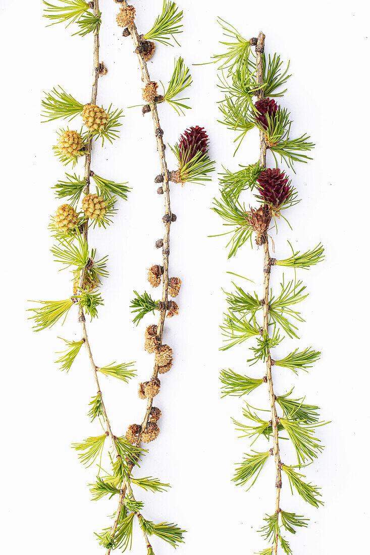 Lärchenzweige (Larix decidua) mit jungen Zapfen auf weißem Hintergrund, Studioaufnahme