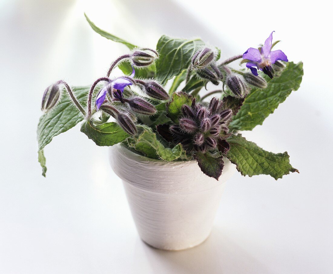 Flowering borage in white pot
