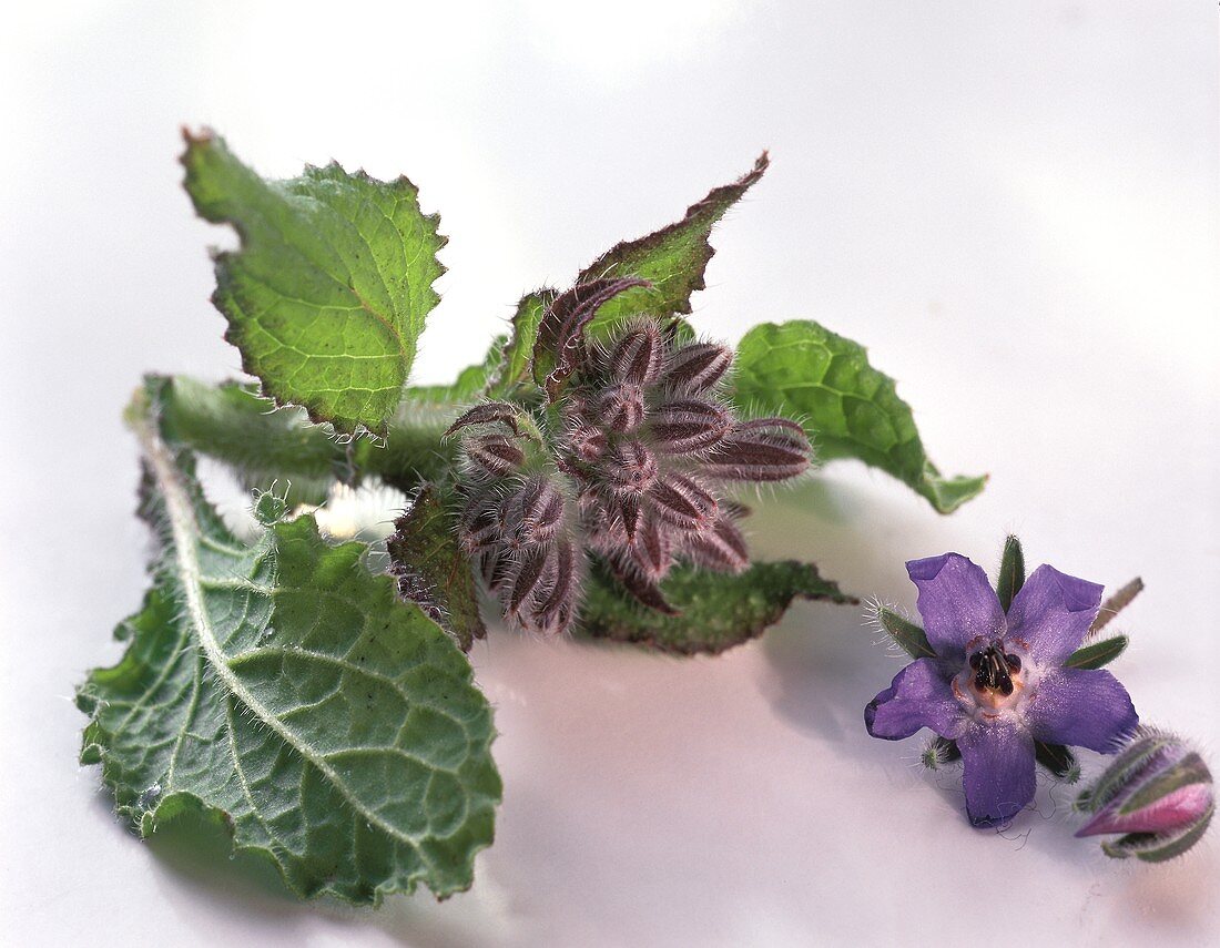 Unopened borage flowers and one open flower