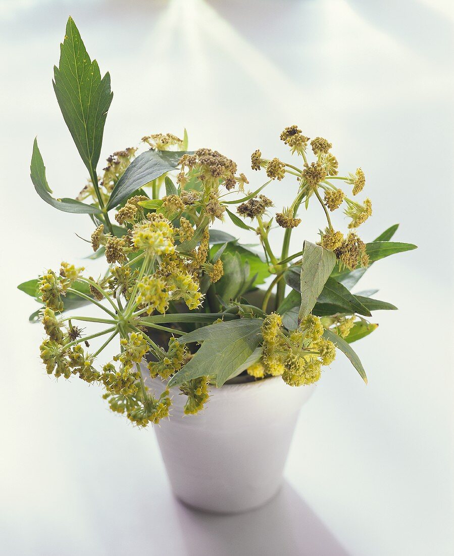 Lovage with flowers in white flower pot