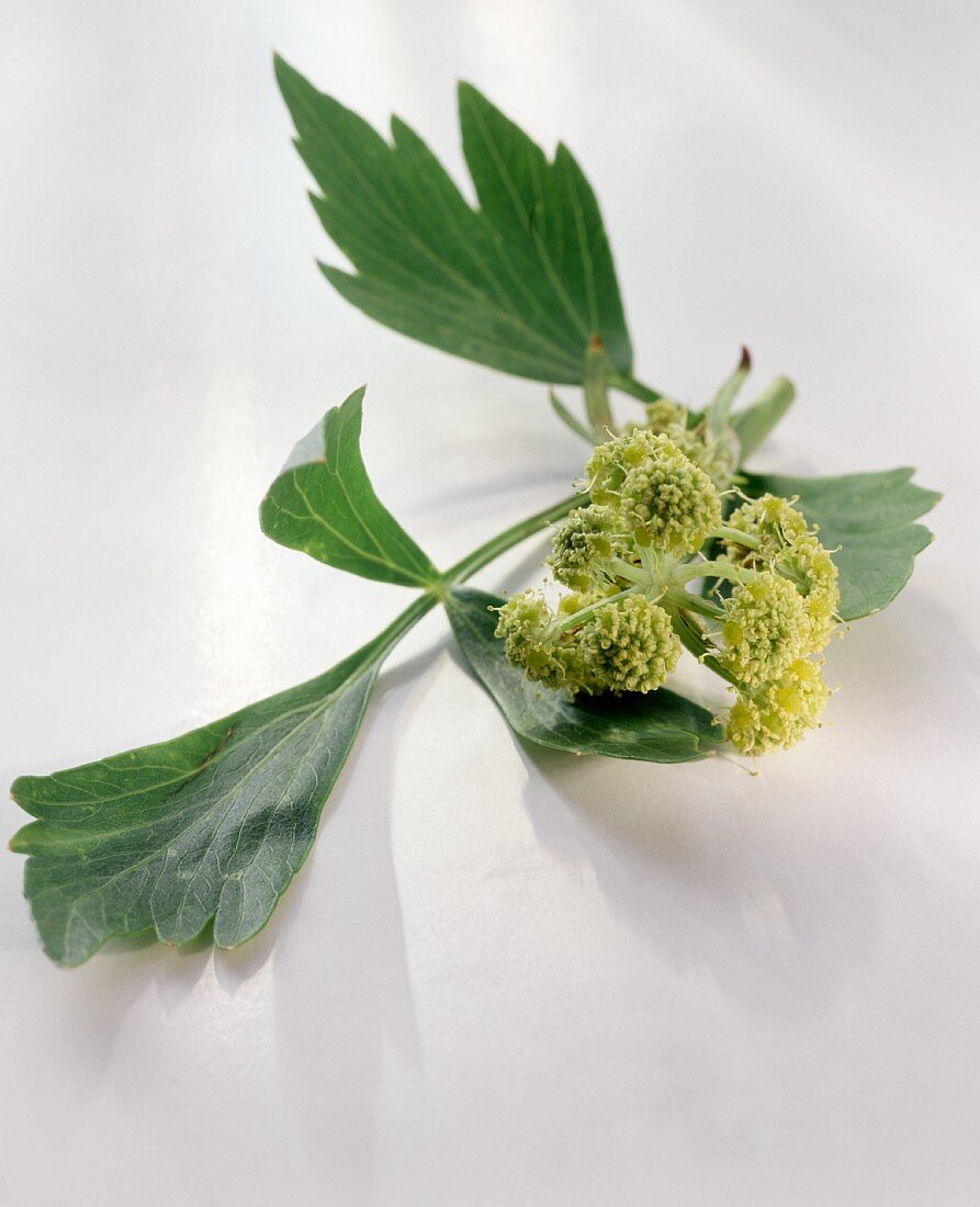 Lovage with flowers