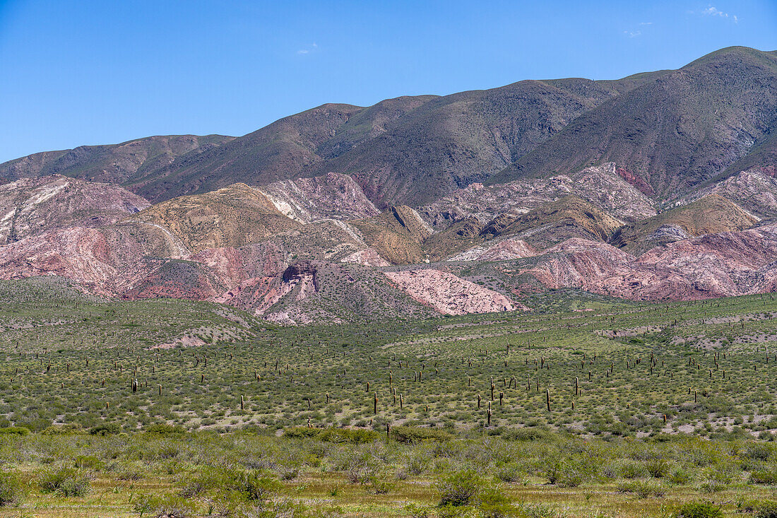 Argentinischer Saguaro oder Cordon Grande Kaktus und Cerro Tin Tin im Nationalpark Los Cardones in der Provinz Salta, Argentinien. Niedrige Jarilla-Sträucher bedecken den Boden