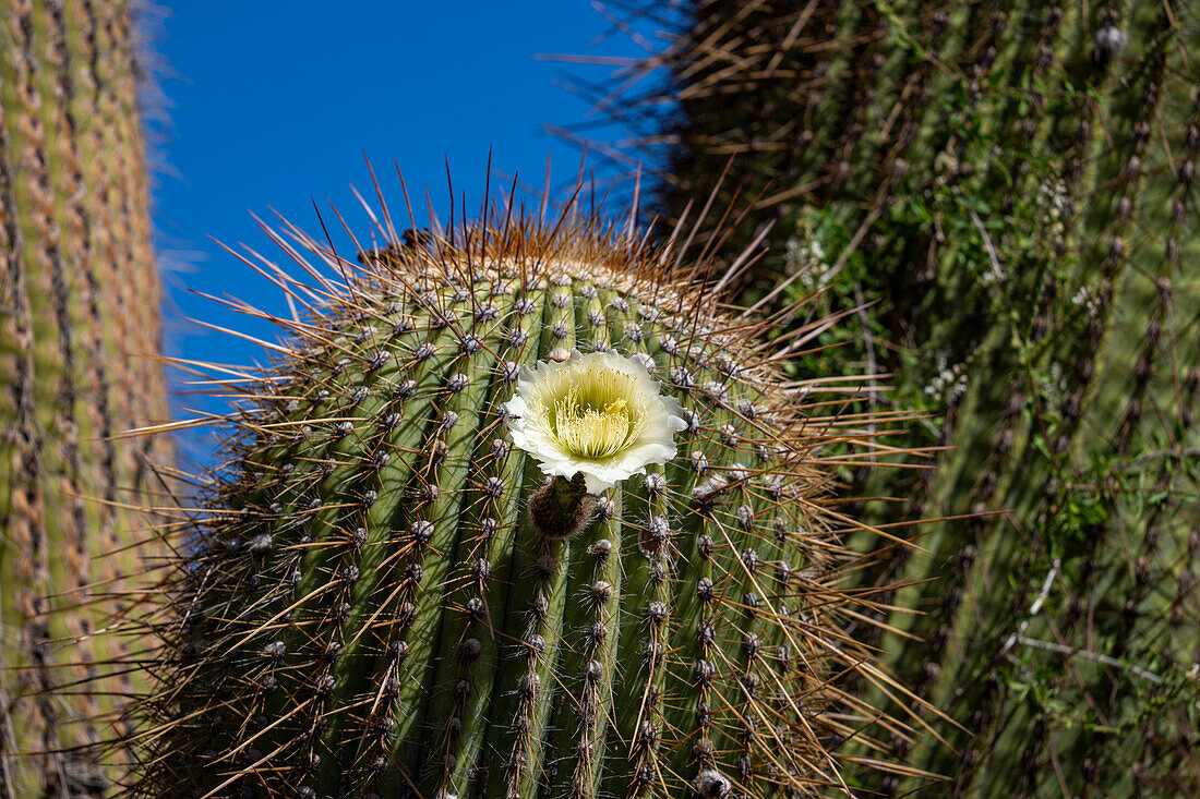 Blüte eines Cardon-Grande-Kaktus, Leucostele terscheckii, im Los Cardones-Nationalpark in der Provinz Salta, Argentinien