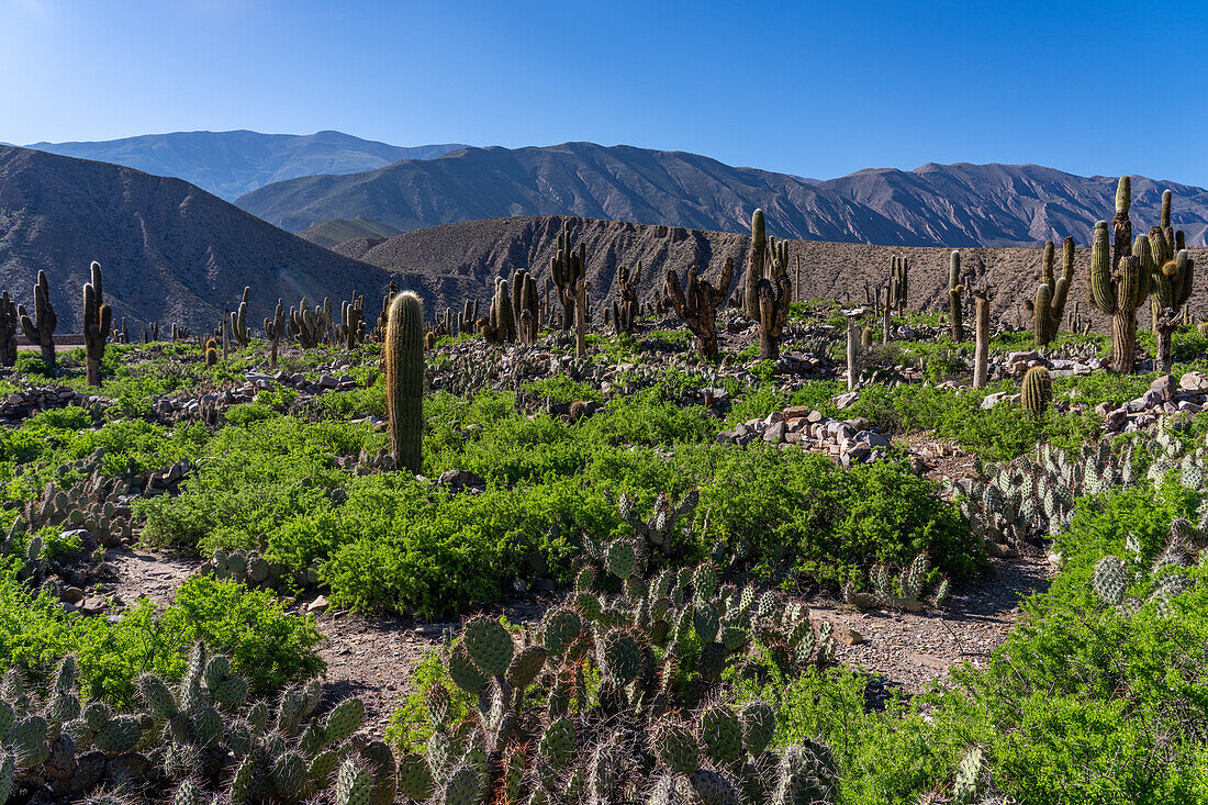 Cardón & prickly pear cacti in the unexcavated ruins in the Pucara of Tilcara, a pre-Hispanic archeological site near Tilcara, Argentina. The green shrub is Chilean Boxthorn.