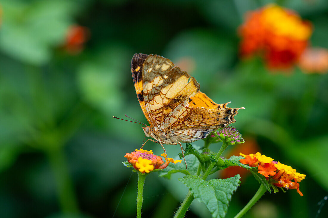 An Orange Mapwing butterfly, Hypanartia lethe, feeding on the flowers of a Spanish Flag at Posta de Tatasto, Argentina.