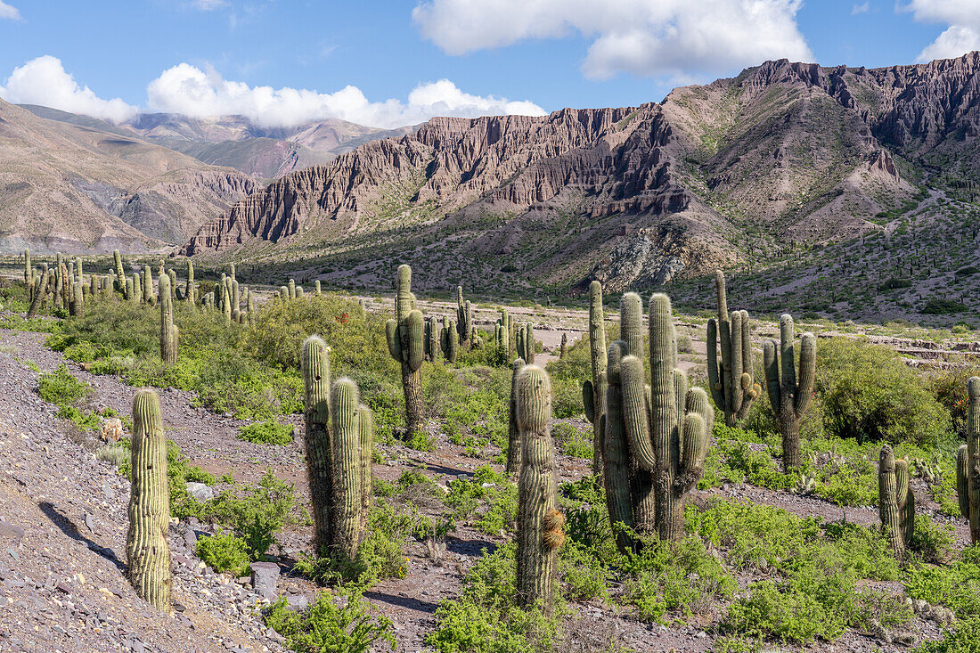 Cardón cactus in the eroded canyon of the Cuesta de Lipan between Purmamarca & Salinas Grande in Argentina.