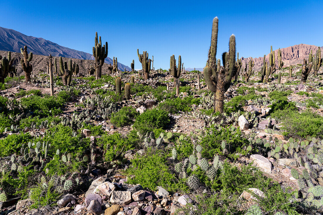 Cardón & prickly pear cacti in the unexcavated ruins in the Pucara of Tilcara, a pre-Hispanic archeological site near Tilcara, Argentina. The green shrub is Chilean Boxthorn.