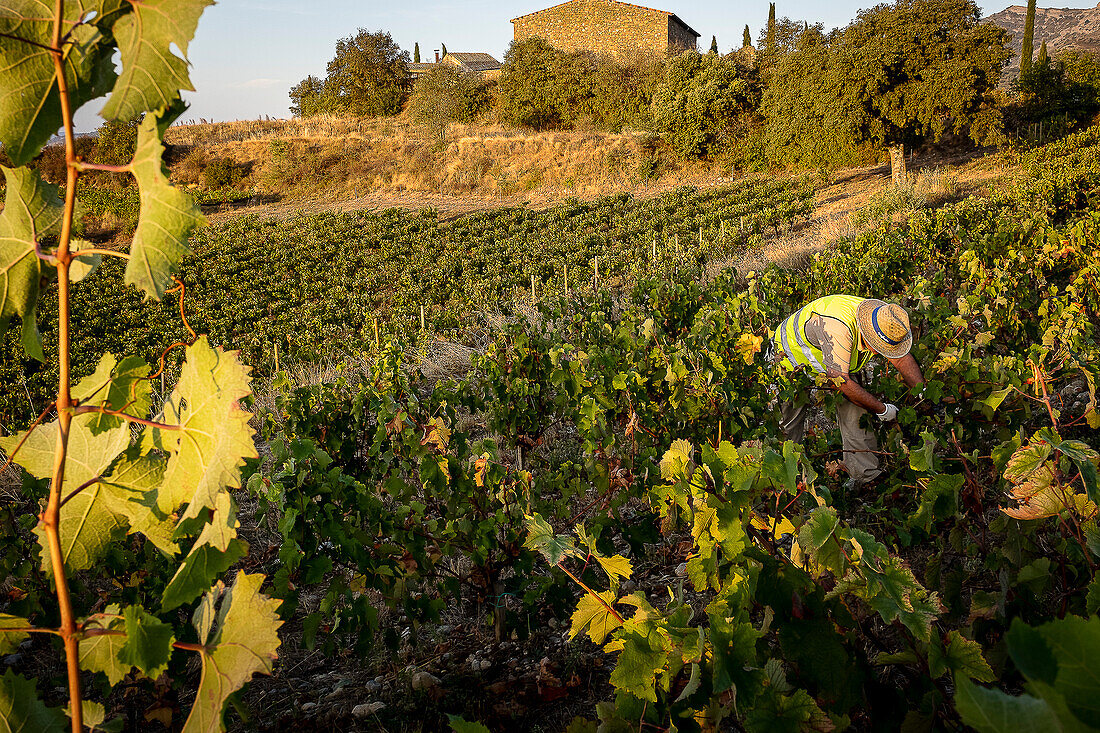 Grape harvest, Pirene variety, Tremp, Lleida, Catalonia, Spain, Europe