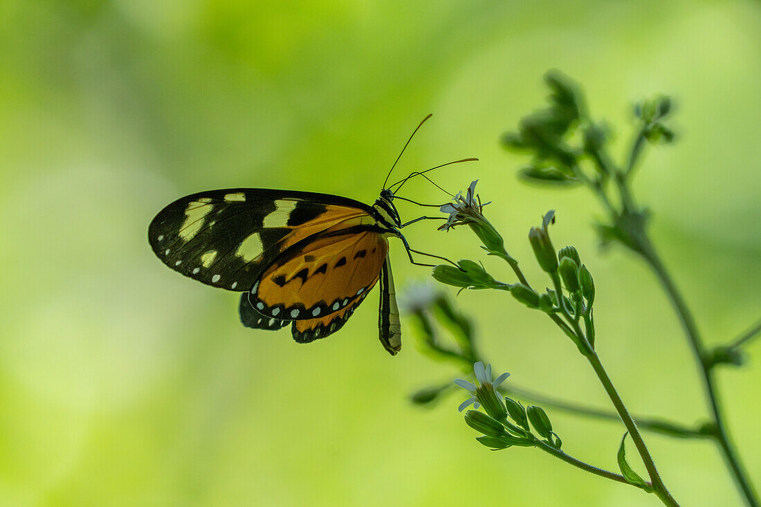 A Lysimnia Tigerwing butterfly, Mechanitis lysimnia, feeding on a flower in Calilegua National Park, Jujuy Province, Argentina.