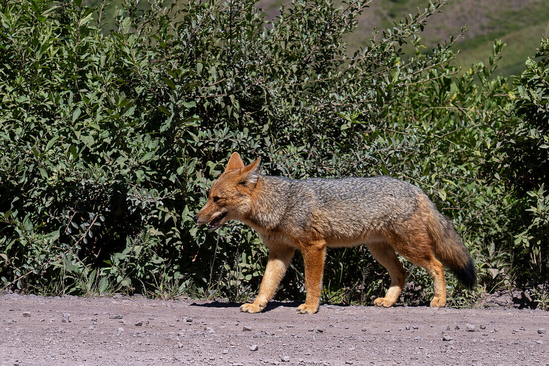 A South American Gray Fox, Pseudalopex griseus, along the roadside in the Valle de Lerma near Salta, Argentina.