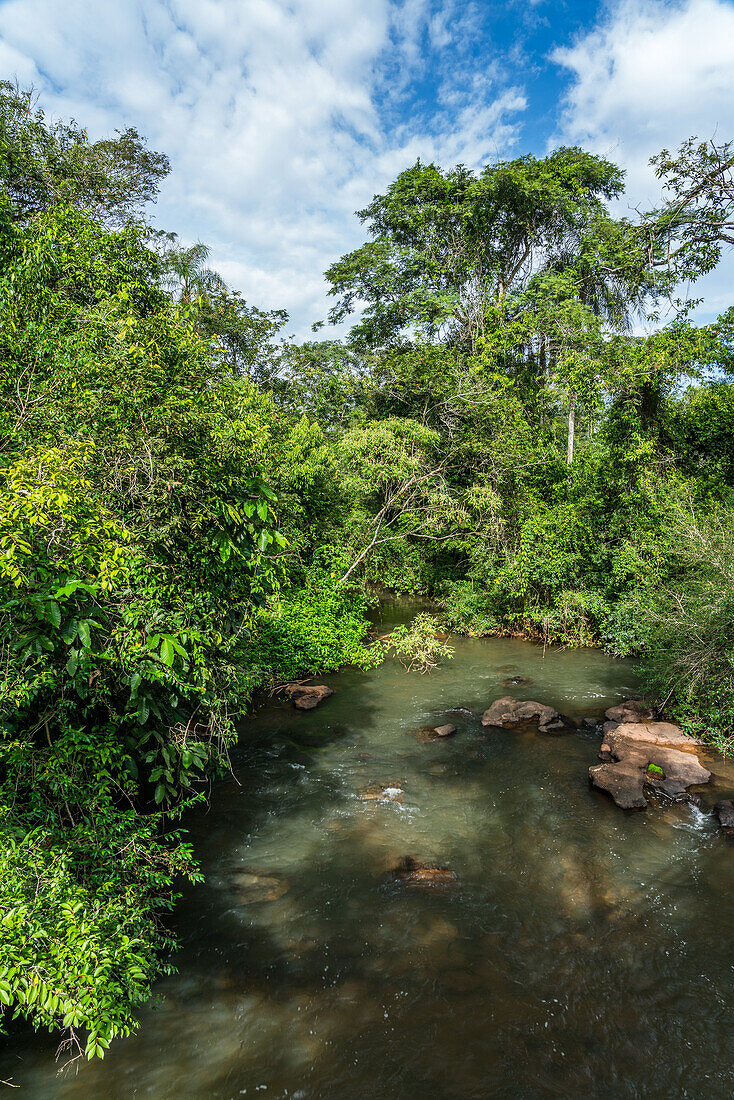 Tropical rainforest along the Iguazu River in Iguazu National Park in Argentina. A UNESCO World Heritage SIte.