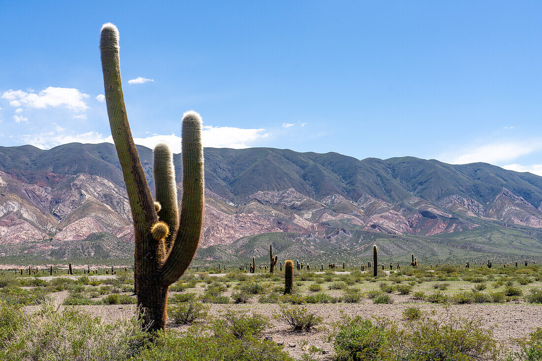 Argentine saguaro or cordon grande cacti and Cerro Tin Tin in Los Cardones National Park in Salta Province, Argentina. Low jarilla shrubs cover the ground.