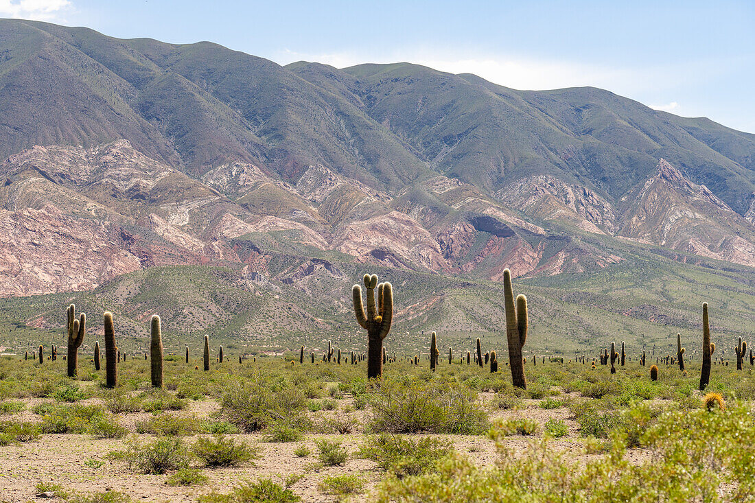 Argentinischer Saguaro oder Cordon Grande Kaktus und Cerro Tin Tin im Nationalpark Los Cardones in der Provinz Salta, Argentinien. Niedrige Jarilla-Sträucher bedecken den Boden