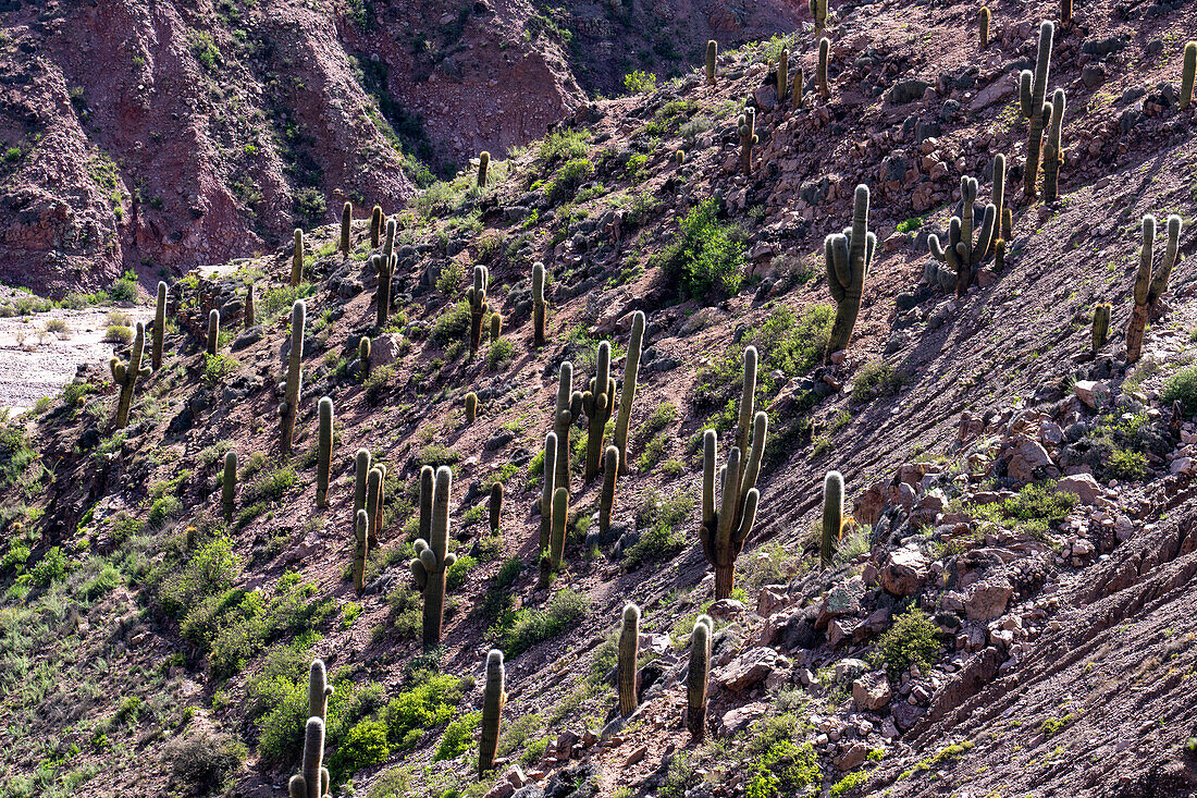 Cardón-Kaktus in der erodierten Schlucht der Cuesta de Lipan zwischen Purmamarca und Salinas Grande in Argentinien