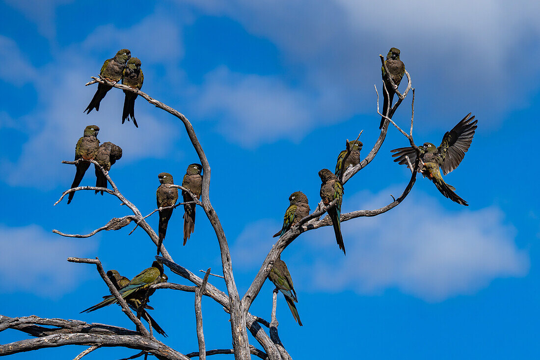 A small flock of Burrowing Parrots, Cyanoliseus patagonus, perched in a tree near Cafayate, Argentina.