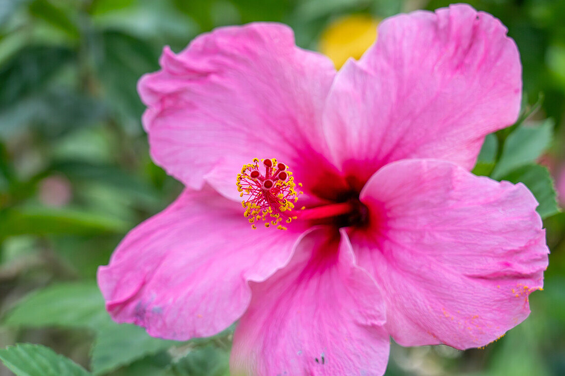 Nahaufnahme einer Hibiskusblüte mit Kelchblättern, Blütenblättern, Staubblättern und Stempel. San Pedro de Jujuy, Argentinien