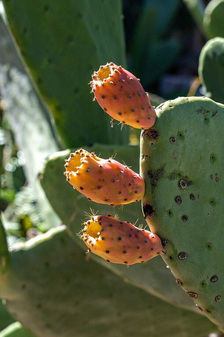 Knospen am Nopal, Opuntia ficus-indica, im Jardin Botánico de Altura bei Tilcara, Argentinien