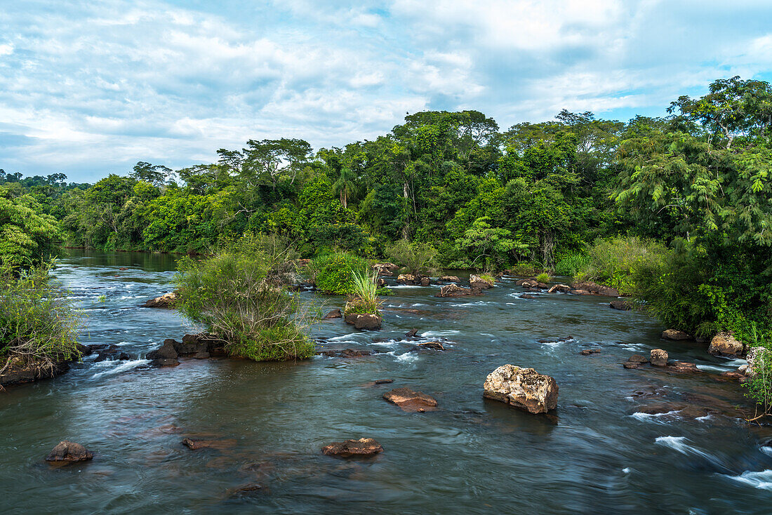 Tropical rainforest along the Iguazu River in Iguazu National Park in Argentina. A UNESCO World Heritage SIte.