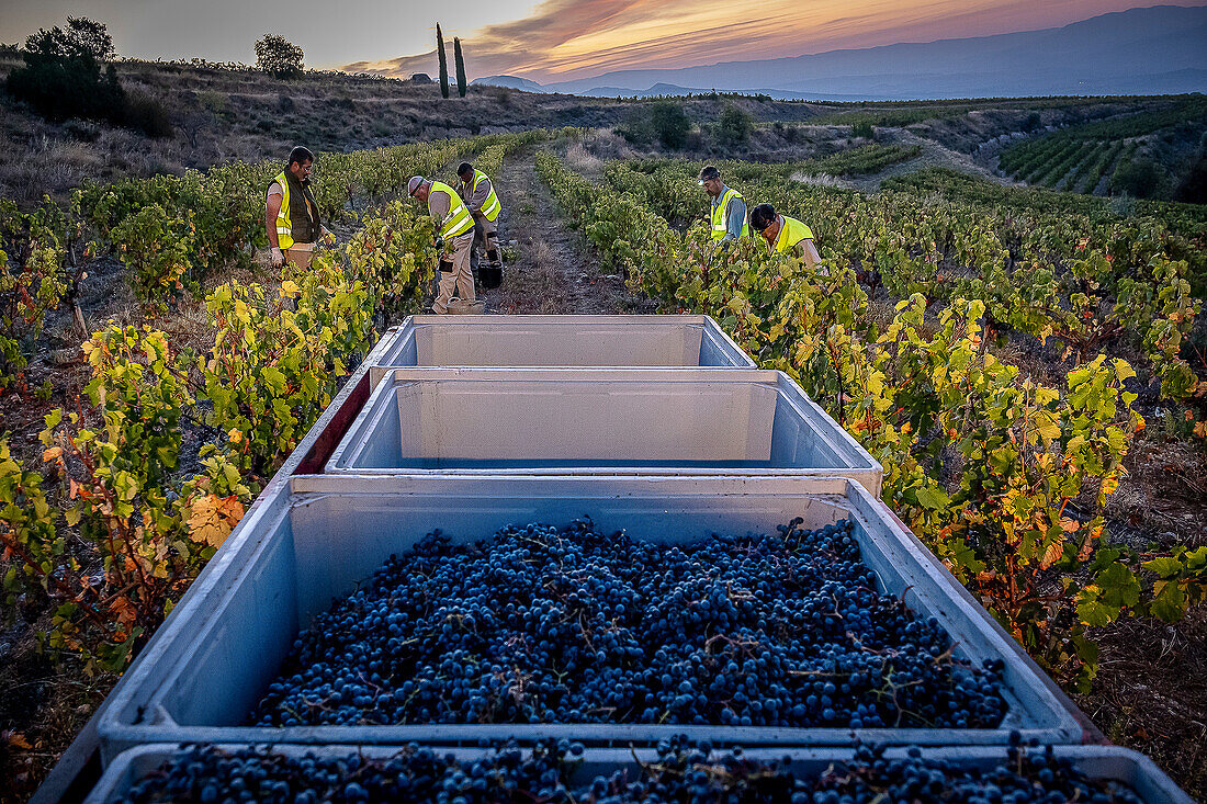 Grape harvest, Pirene variety, Tremp, Lleida, Catalonia, Spain, Europe