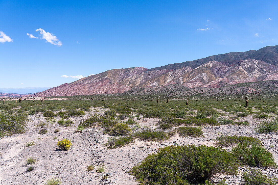 Argentine saguaro or cordon grande cacti and Cerro Tin Tin in Los Cardones National Park in Salta Province, Argentina. Low jarilla shrubs cover the ground.