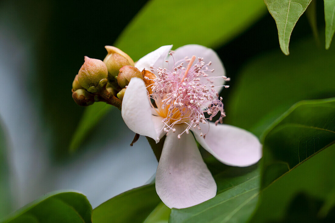 Flower of the achiote or urucu, BIxa orellana, an evergreen shrub. Tartagal, Argentina. Used to make the spice achiote or annato.