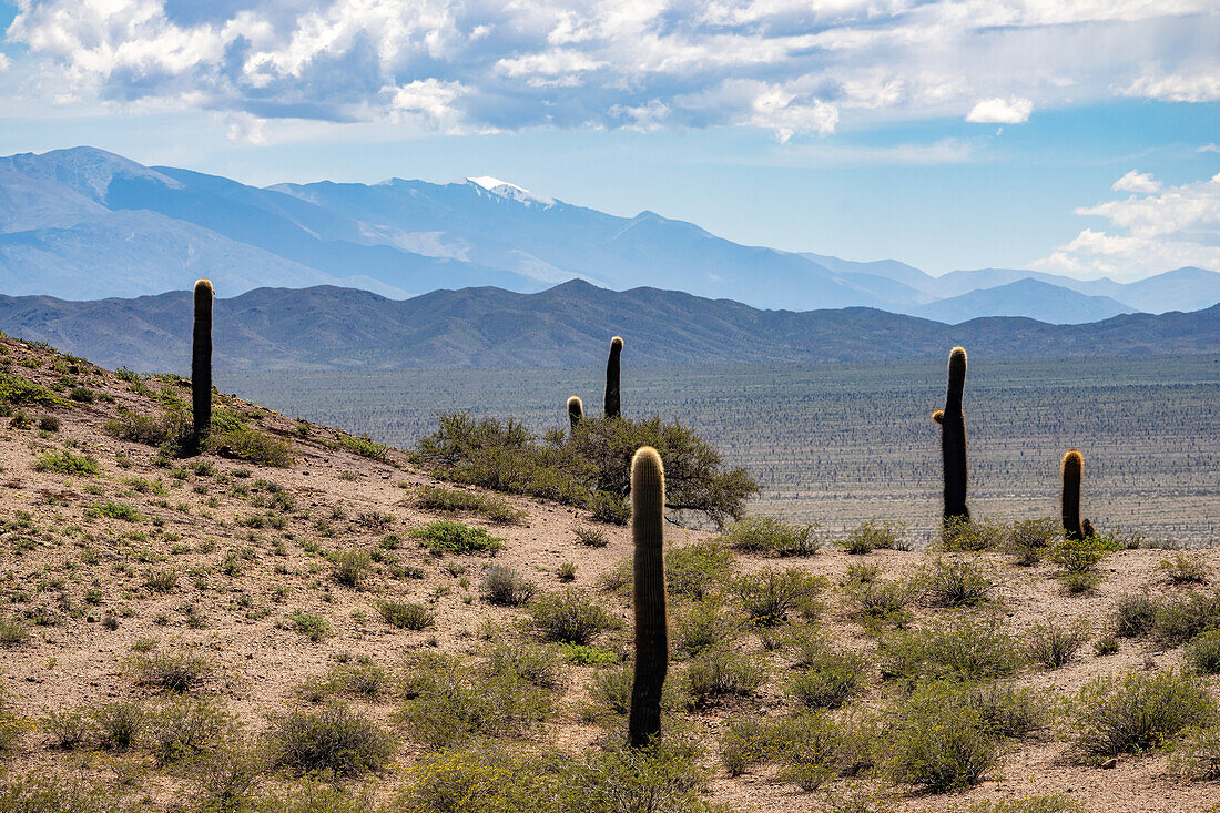 Argentine saguaro or cordon grande cacti in Los Cardones National Park in Salta Province, Argentina. Low jarilla shrubs cover the ground.