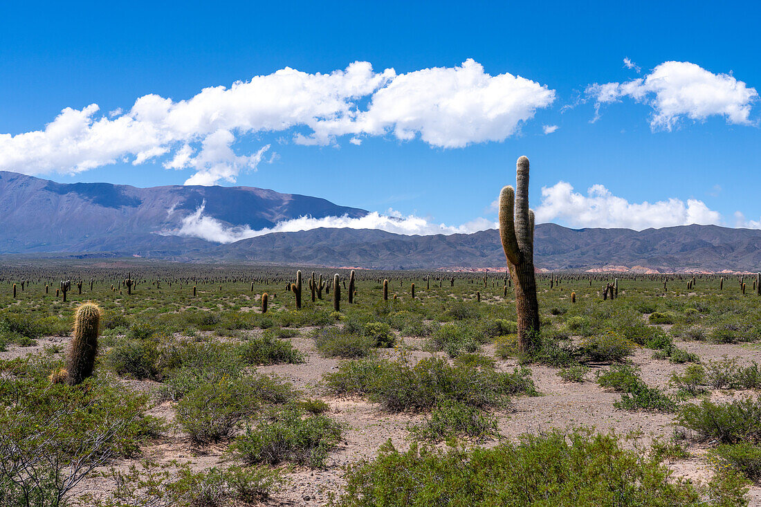 Argentine saguaro or cordon grande cacti & the Sierra de los Cajoncillos in Los Cardones National Park in Salta Province, Argentina. Low jarilla shrubs cover the ground.