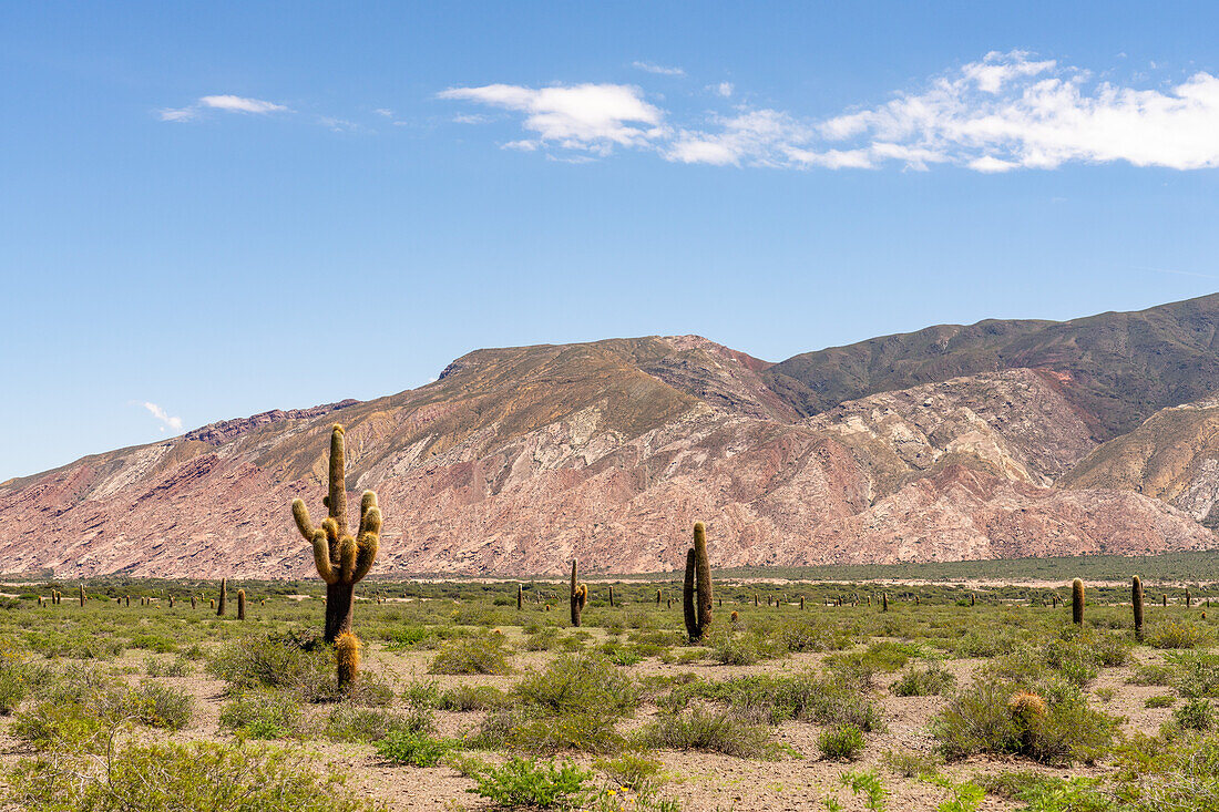 Argentinischer Saguaro oder Cordon Grande Kaktus und Cerro Tin Tin im Nationalpark Los Cardones in der Provinz Salta, Argentinien. Niedrige Jarilla-Sträucher bedecken den Boden