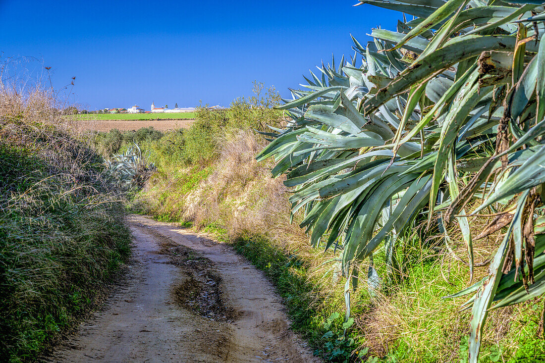 A picturesque rural trail with lush vegetation and a view of Carrion de los Cespedes in the background, located in the province of Sevilla, Spain.