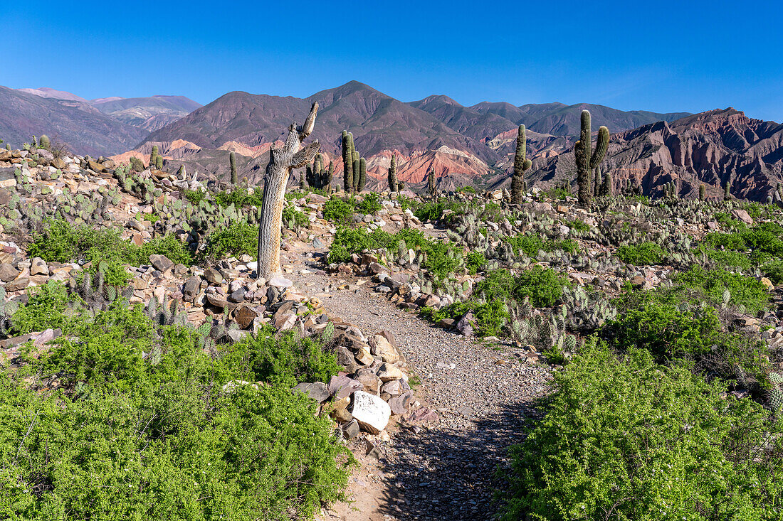 Cardón & prickly pear cacti in the unexcavated ruins in the Pucara of Tilcara, a pre-Hispanic archeological site near Tilcara, Argentina. The green shrub is Chilean Boxthorn.