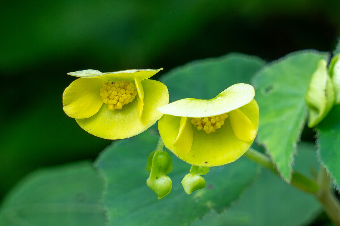 Begonia micranthera beginning to bloom in Calilegua National Park in the UNESCO Yungas Biosphere Reserve in Argentina.