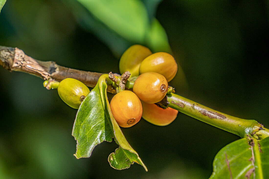 Coffee Farm (Finca Don Pepe), Panama