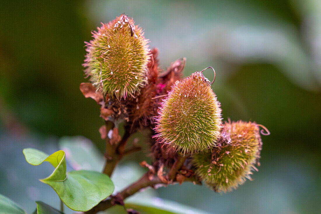 Seeds of the achiote or urucu, BIxa orellana, an evergreen shrub.Tartagal, Argentina. Used to make the spice achiote or annato.