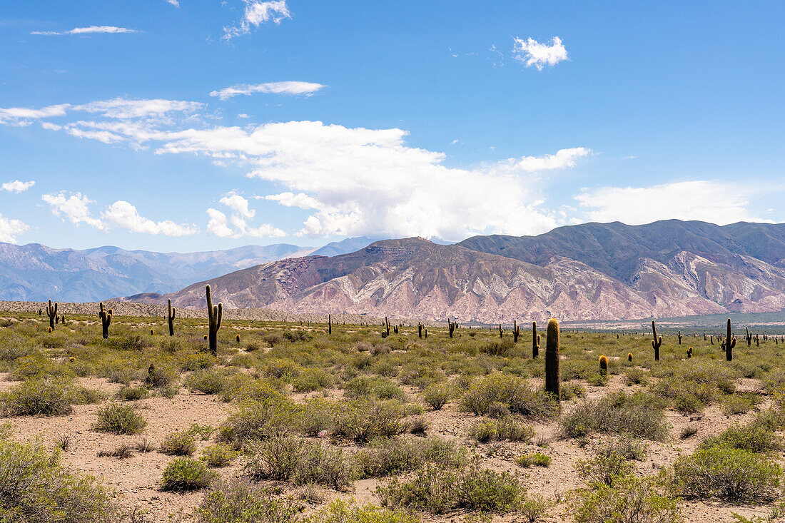 Cerro Tin Tin in Los Cardones National Park in Salta Province, Argentina, with the Nevado de Cachi in the Andes behind.