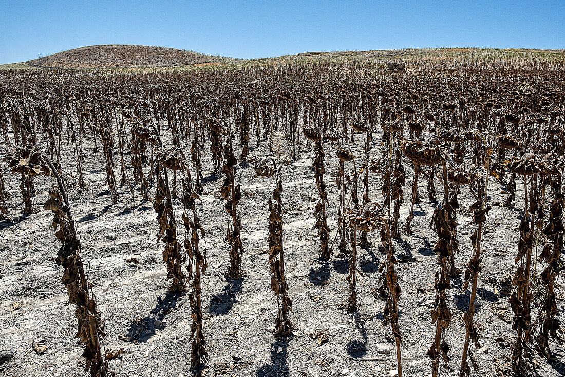 Dry plantation of sunflowers due to drought, Utrera, Andalucia, Spain