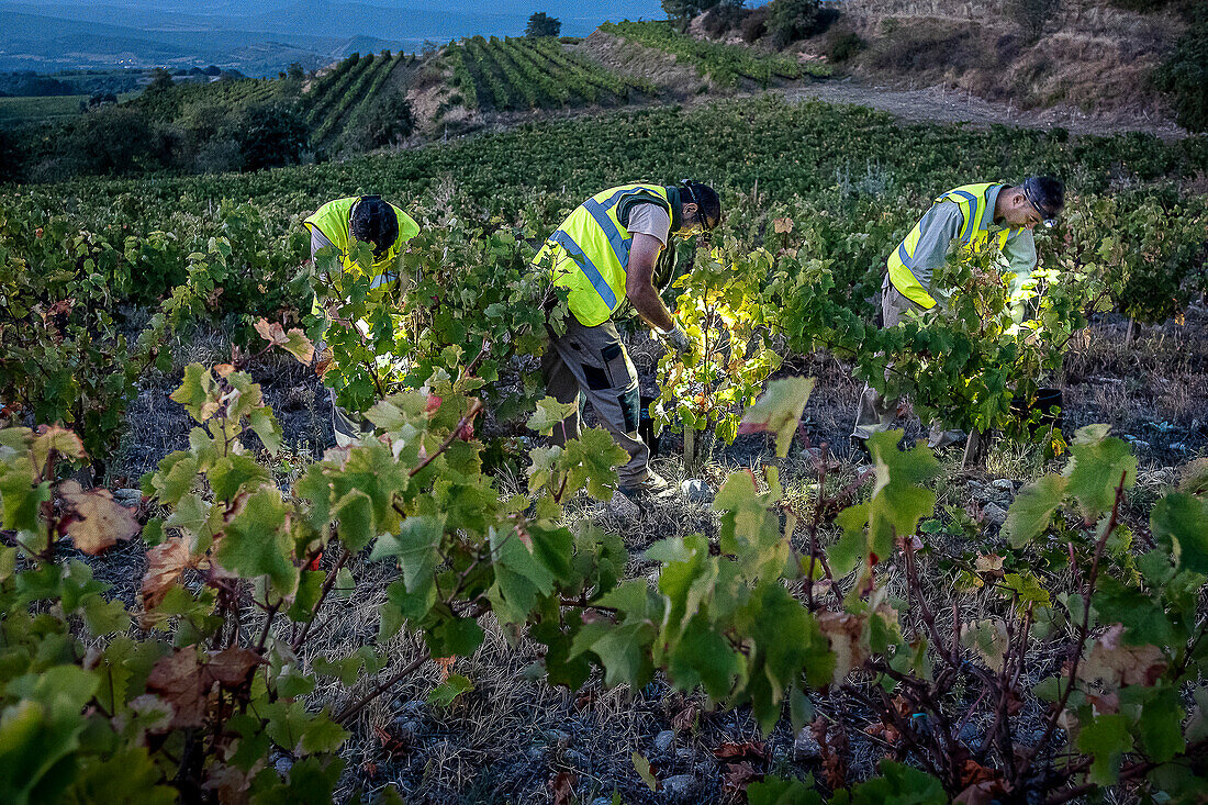 Grape harvest, Pirene variety, Tremp, Lleida, Catalonia, Spain, Europe